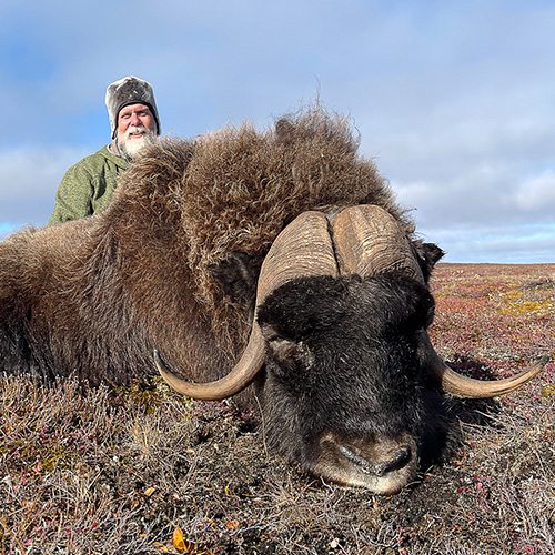 2026 Sheep Show Raffle - Muskox Hunt